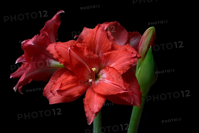 Flowering Amaryllis