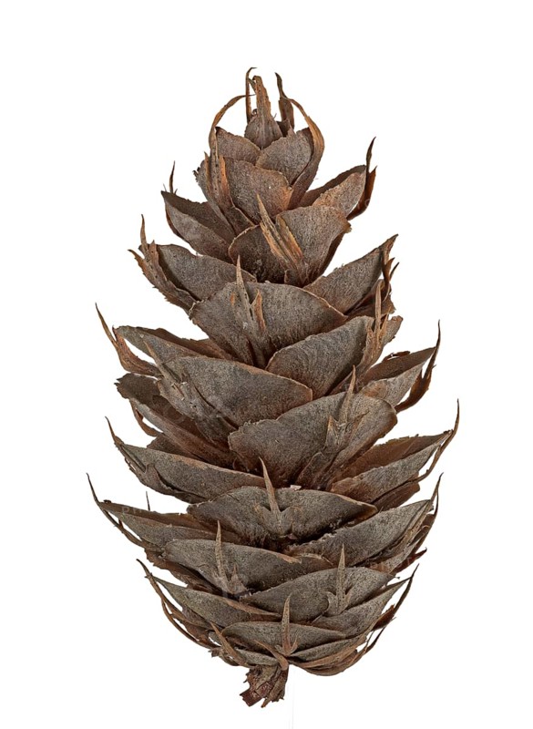 Douglas fir
