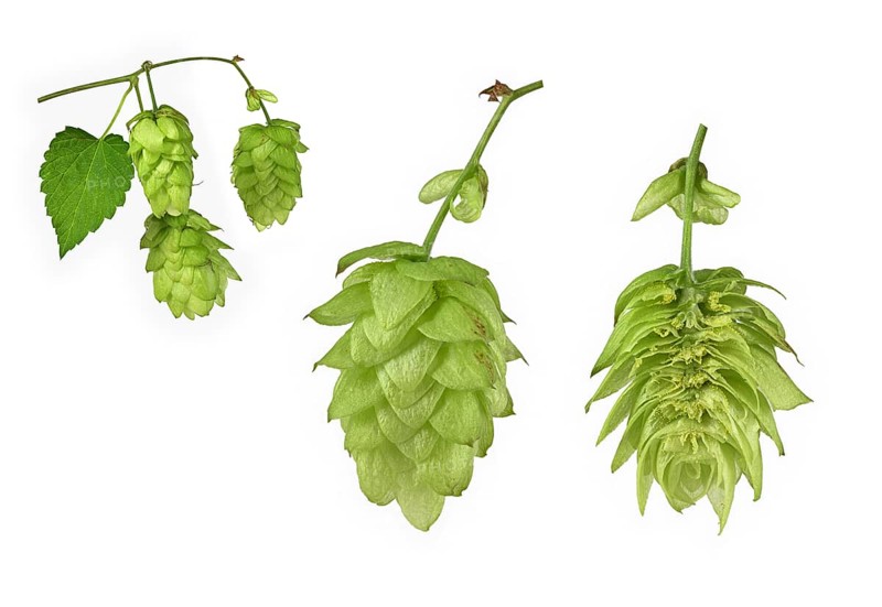 Common hop