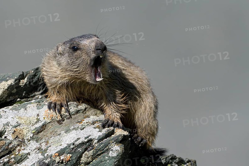 Alpine marmot