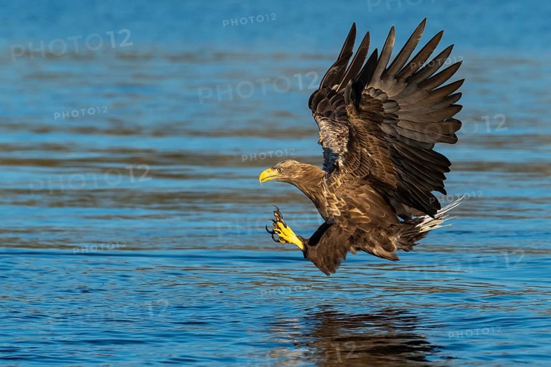 White-tailed eagle