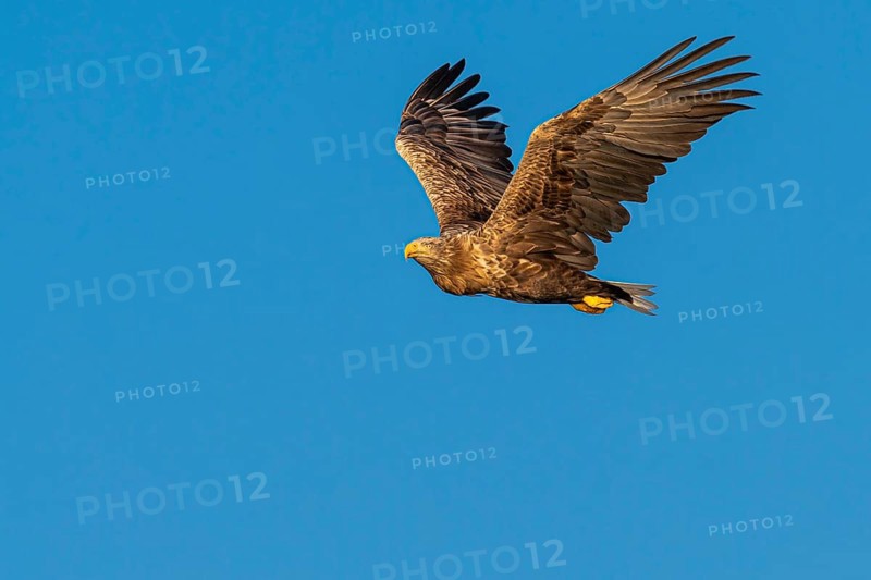 White-tailed eagle
