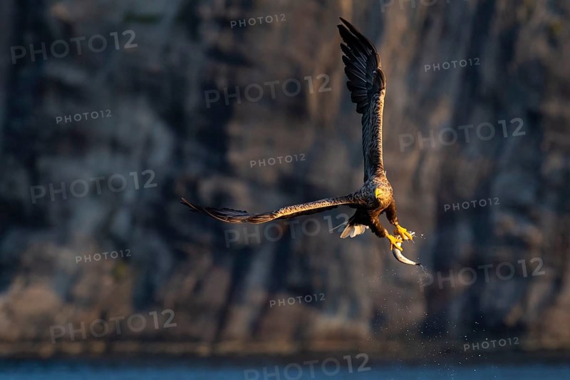 White-tailed eagle