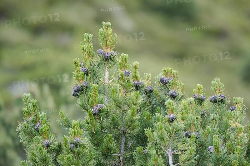 Swiss pine