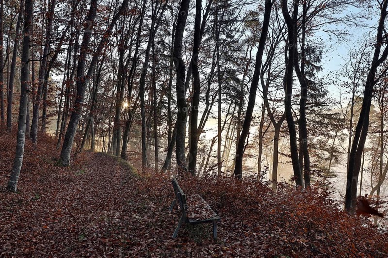 Forest path and bench in beech forest