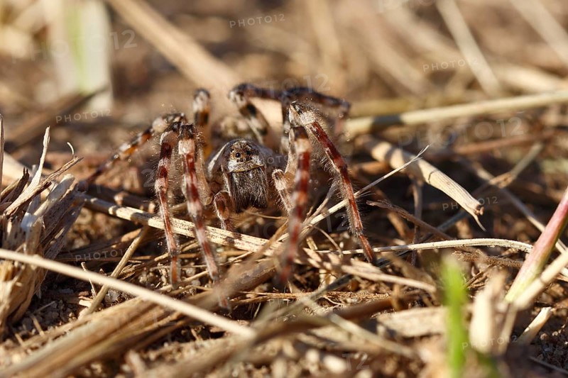Giant riverbank spider