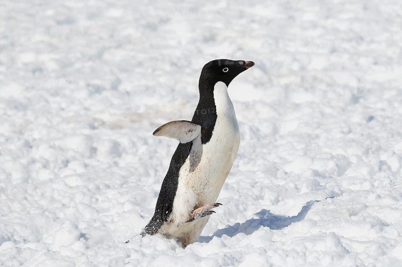Adelie penguin