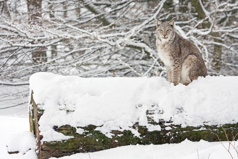 Eurasian lynx