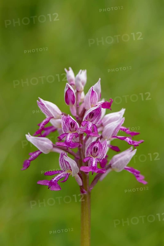 Military orchid