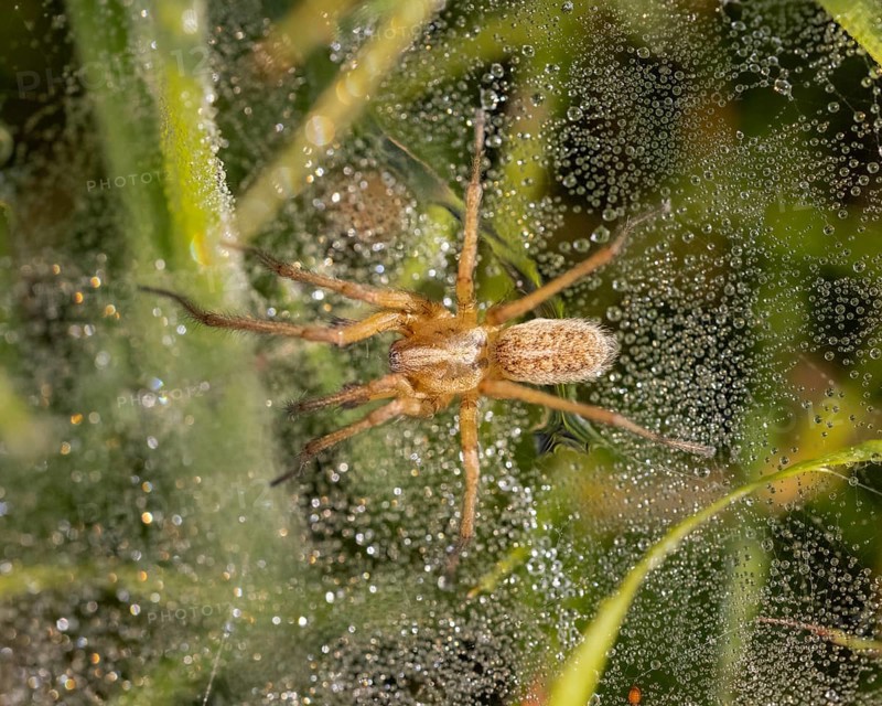 Wolf spider