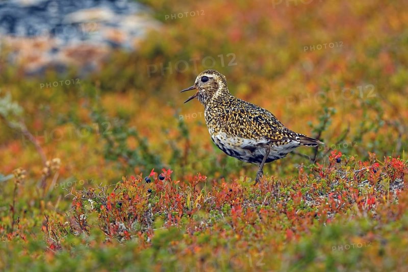European golden plover