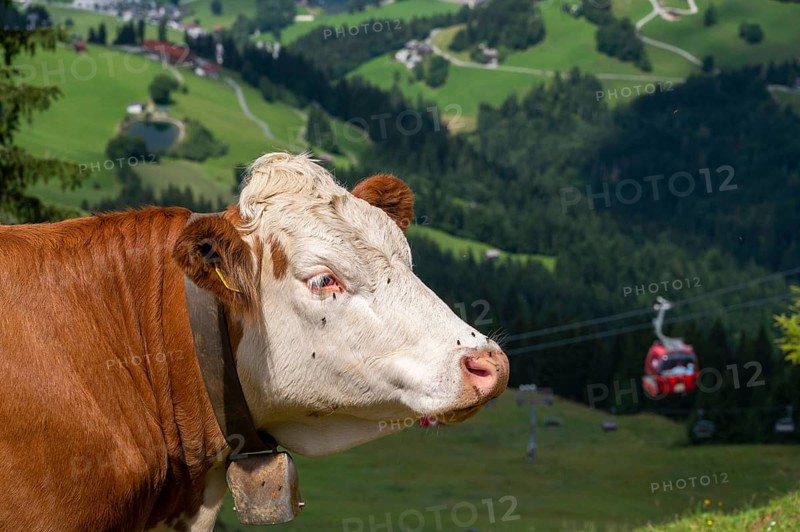 Domestic cattle