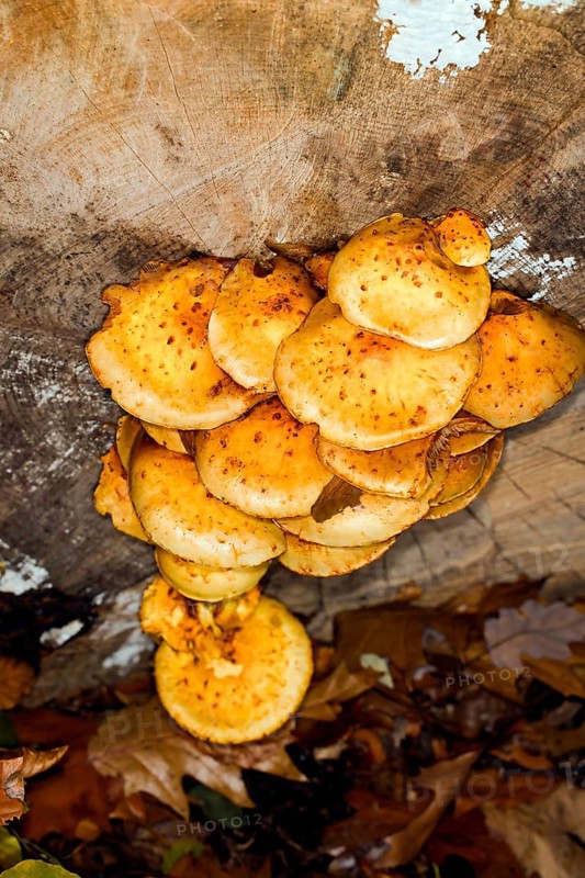 Honey-yellow honey fungus