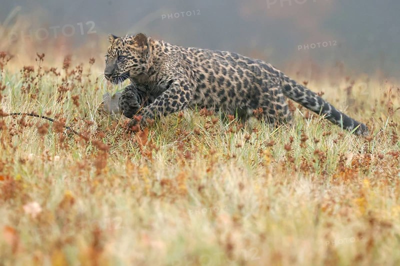 Indian indian leopard