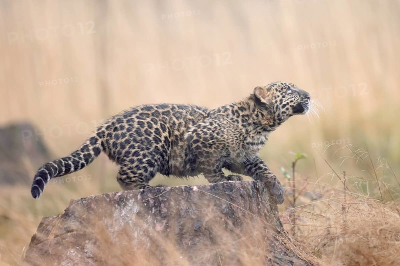 Indian indian leopard