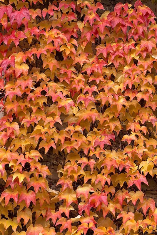 Autumn leaves from the Dreispitz Jungfernrebe