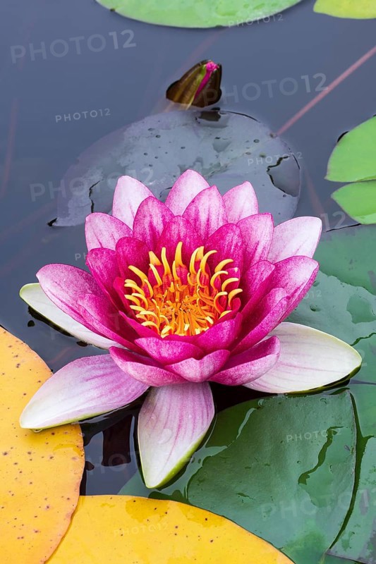 Water lily