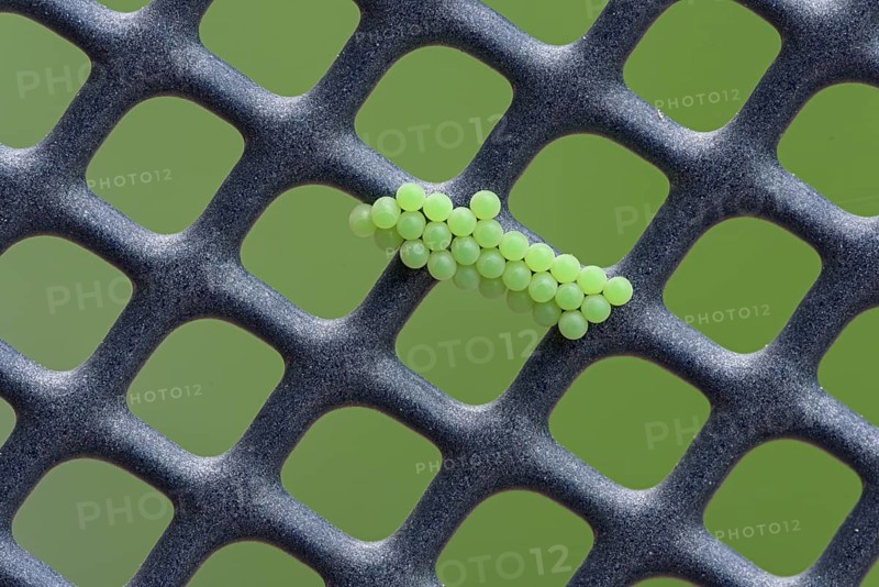Green shield bug