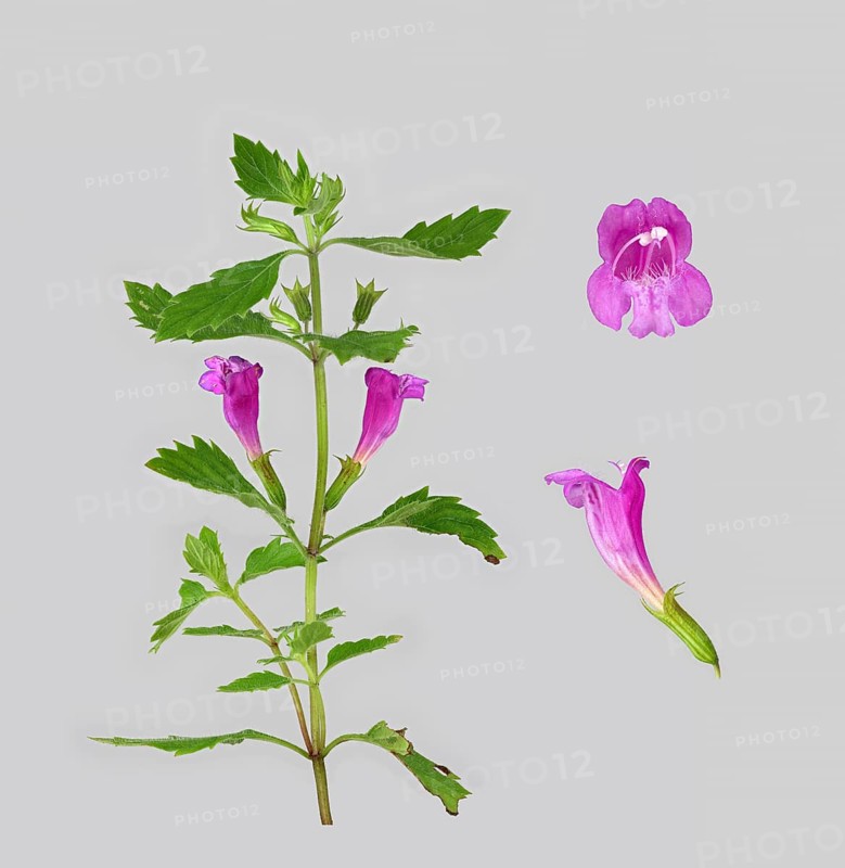 Calamintha grandiflora