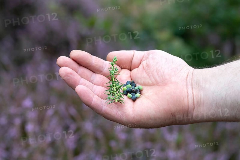Common juniper