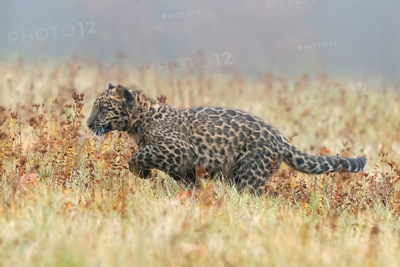 Indian indian leopard