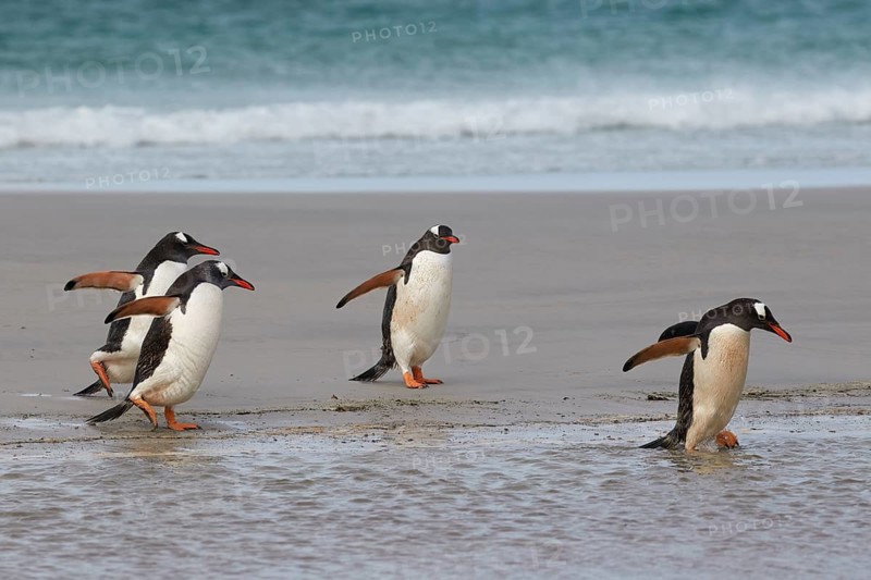 Gentoo penguins