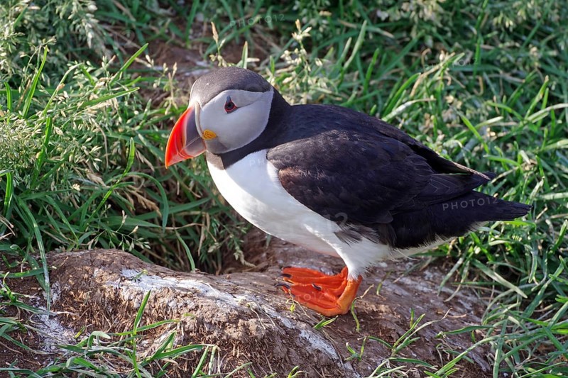 Puffin