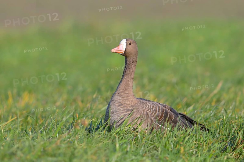Lesser white-fronted goose