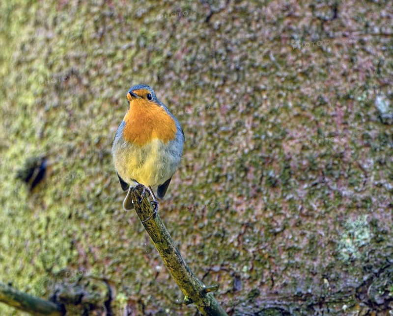 European robin