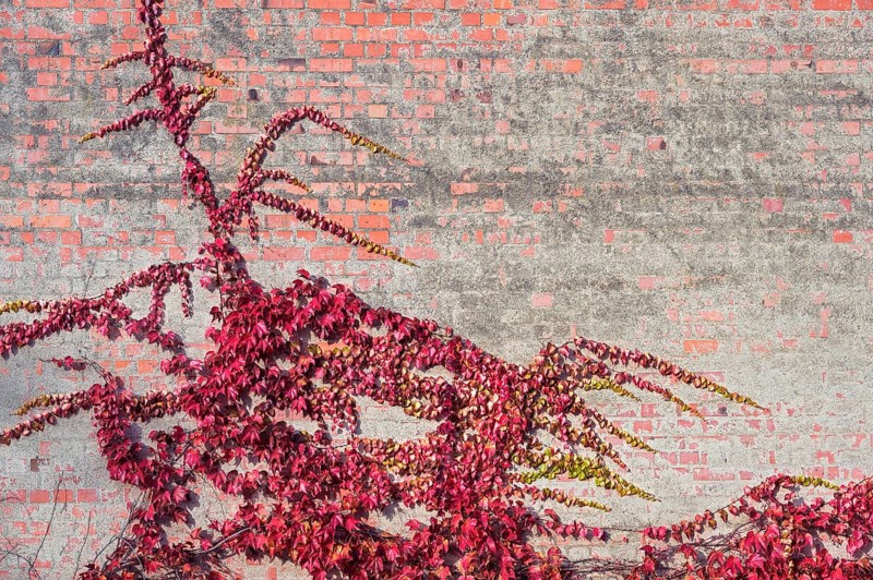 Boston ivy
