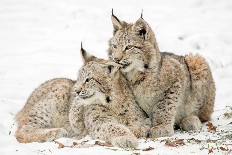 Two eurasian lynx