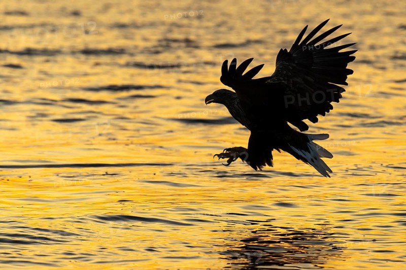 White-tailed eagle