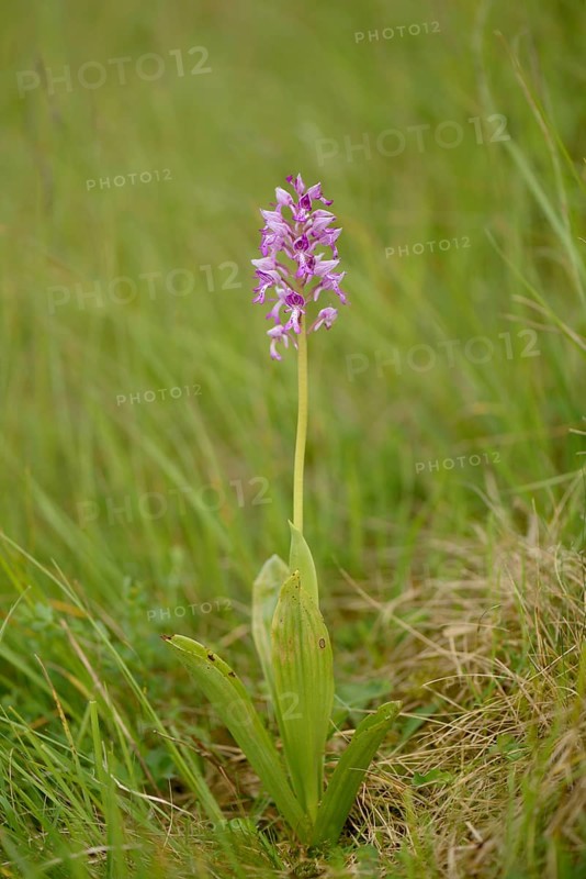Military orchid