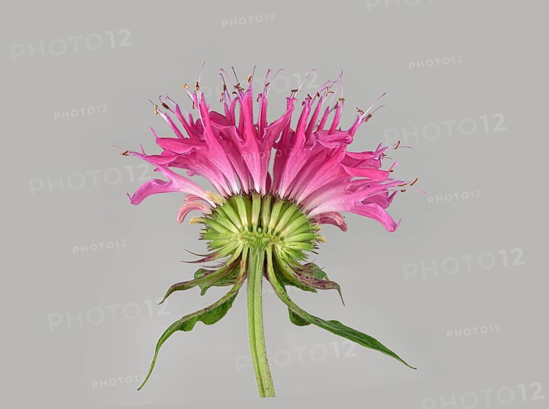 Bee balm hybrid