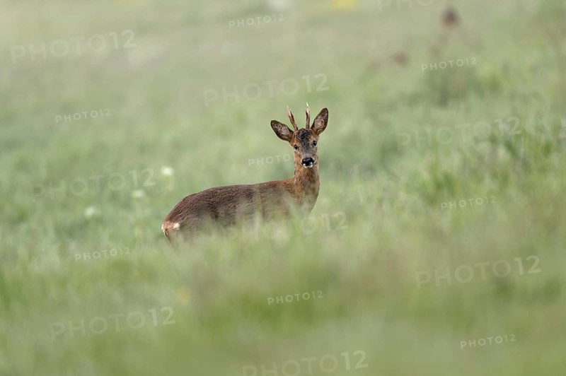European roe deer