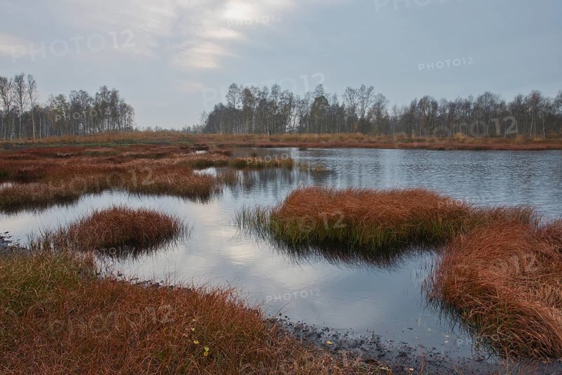 Autumn bog with narrow-leaved common cottongrass