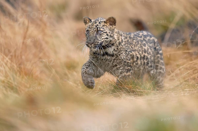 Indian indian leopard