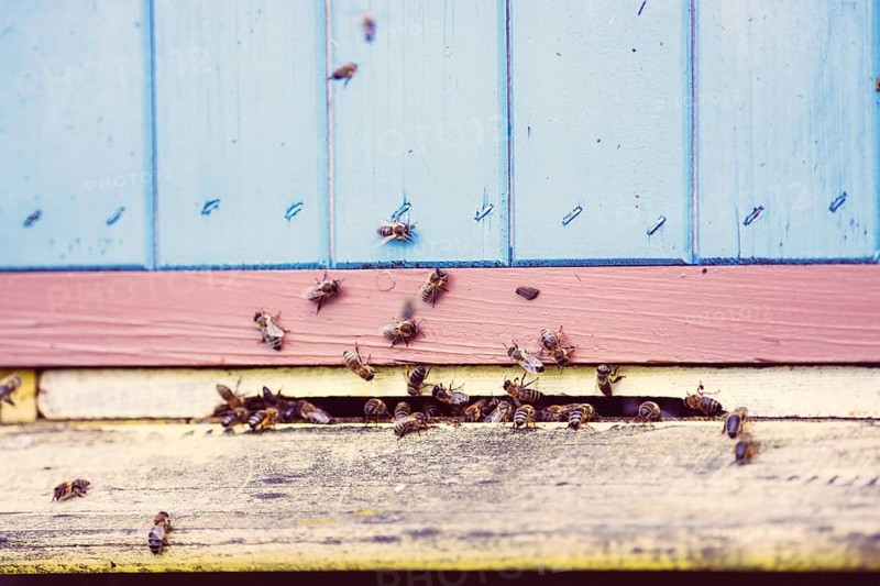 Bees
