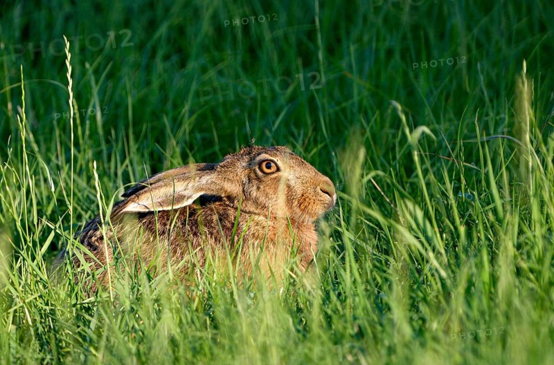 European brown hare