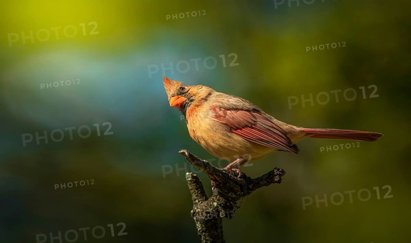 Small bird posing on a twig with blur background