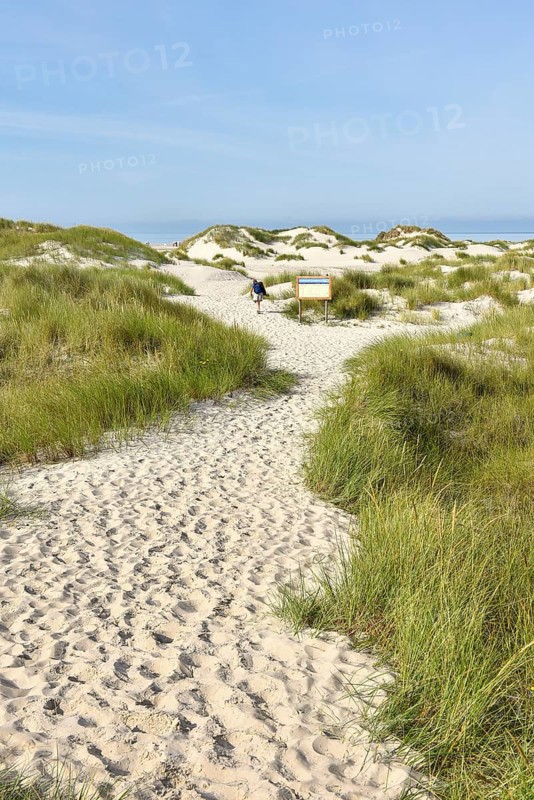 Foredunes at the beach section Nebel