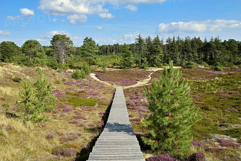 Boardwalk on the Sueddorf viewing dune
