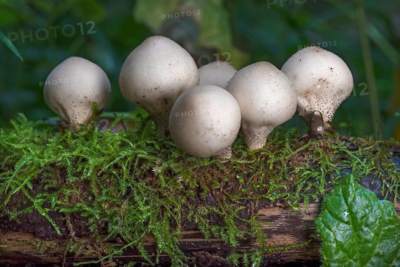 Pear-shaped puffball