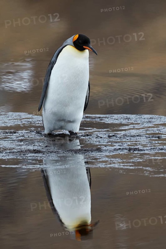 King penguin