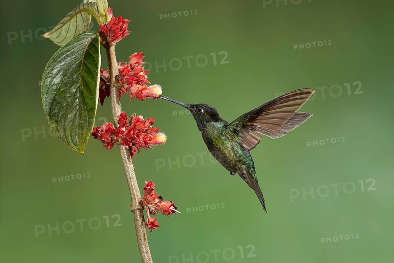 Violet-crowned Hummingbird
