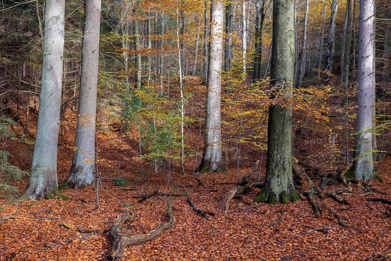Autumn at the mountain stream La Hoegne