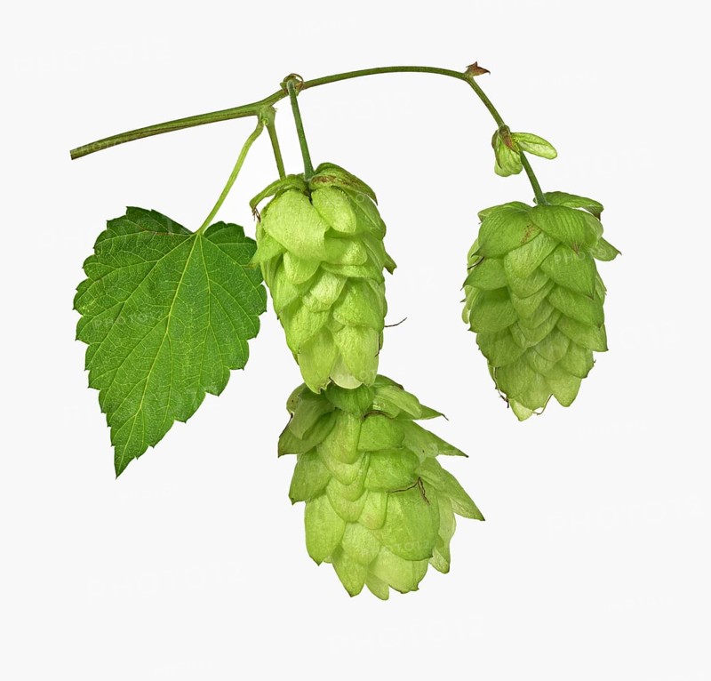 Common hop