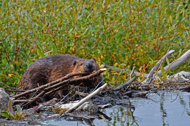 Canada north american beaver