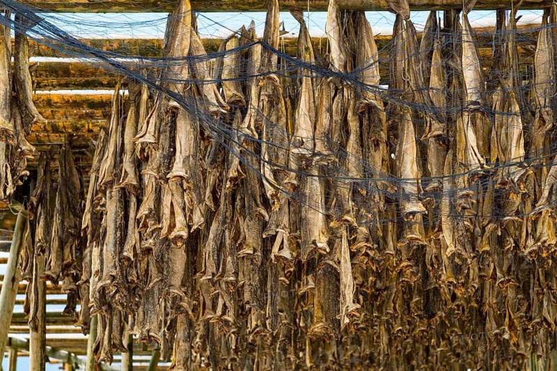 Cod stockfish drying on rack