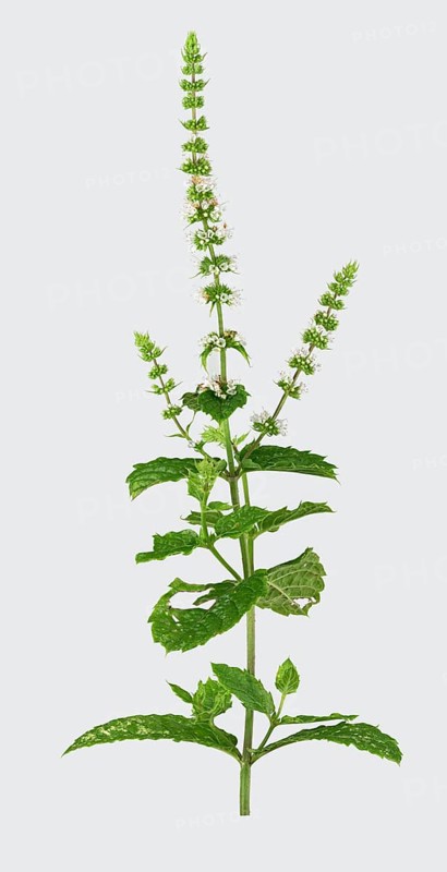 Curled mint